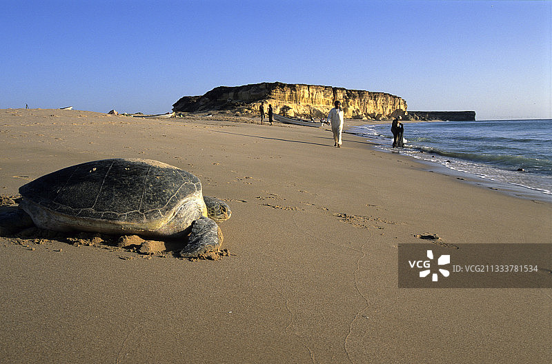 在阿曼苏丹国海岸重获自由的绿海龟图片素材