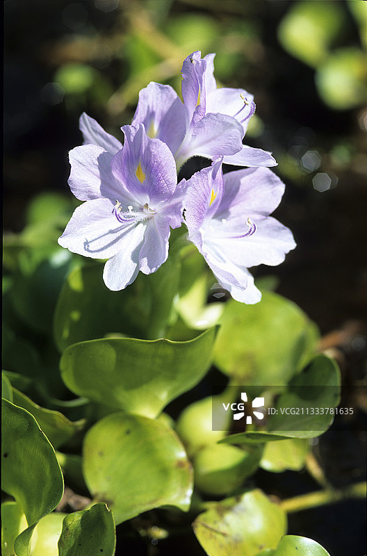 吴哥地区的凤眼蓝花图片素材