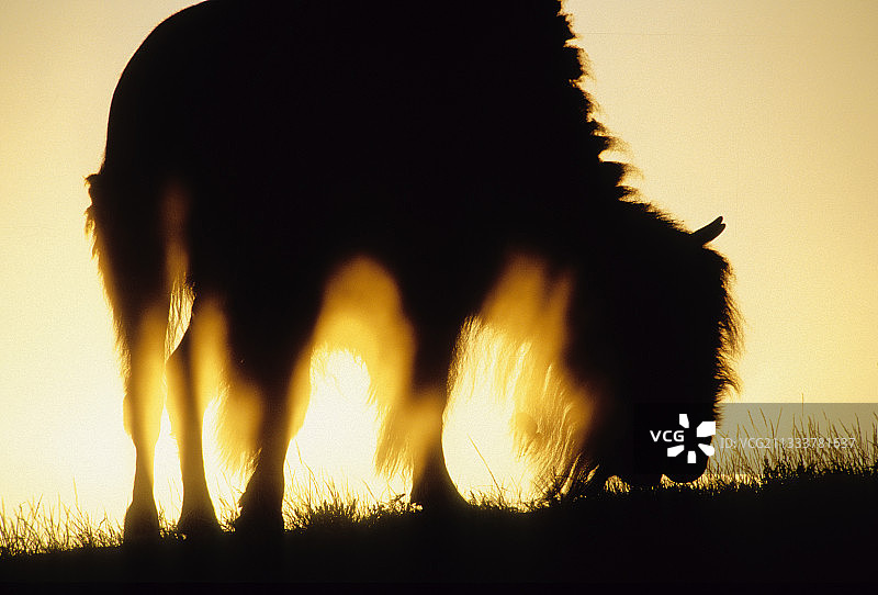 2004年国际最佳自然摄影奖获奖作品图片素材