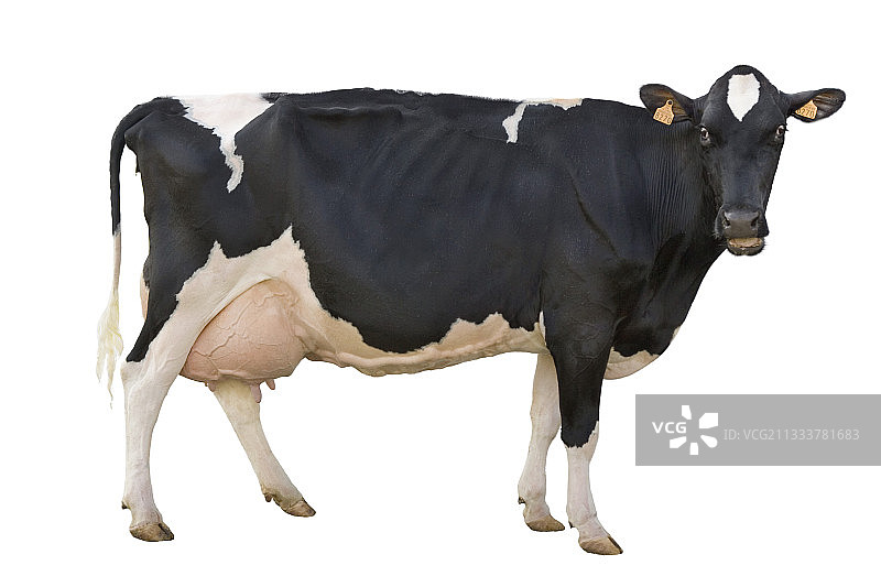荷斯坦乳牛图片素材