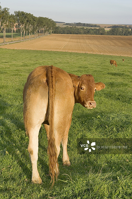 法国草地上的利穆赞小母牛图片素材