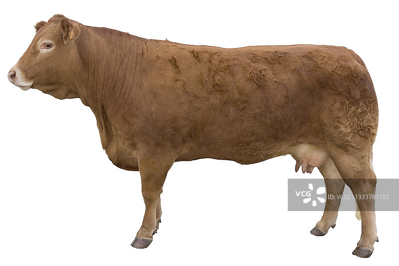 奶牛豪华轿车图片素材