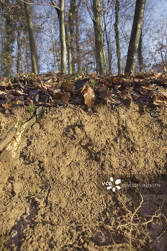 洛林森林中的伐木场图片素材