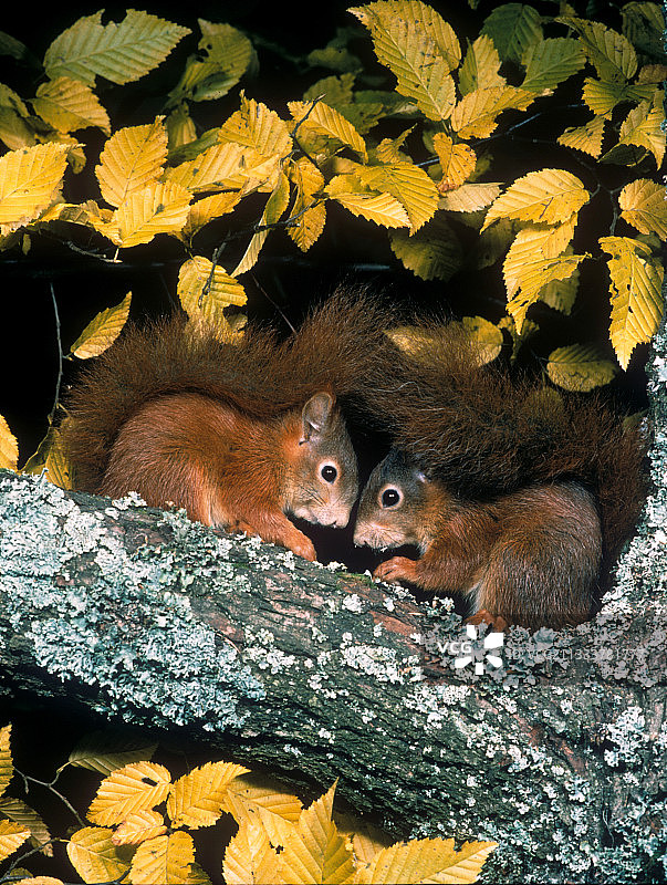 欧亚红松鼠在树枝上图片素材