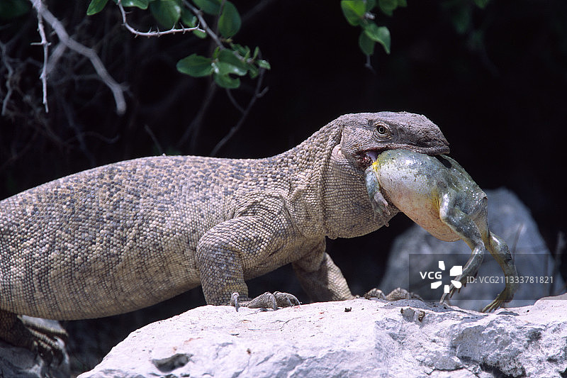 巨蜥在埃托沙国家公园吃青蛙图片素材