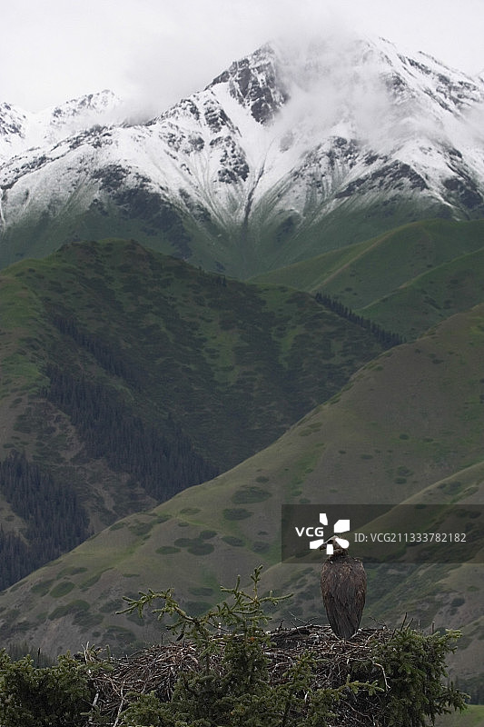 天山山谷前的秃鹫图片素材