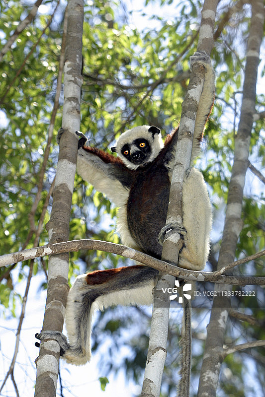马达加斯加树上的科凯雷尔原猴图片素材