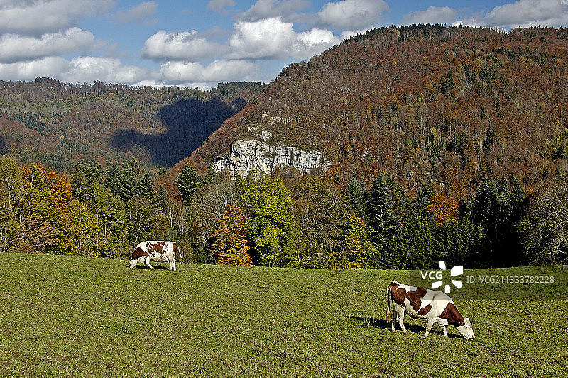 法国芒贝利亚尔德奶牛在田野里吃草图片素材