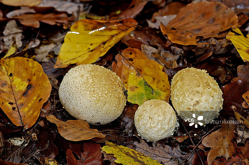 法国的普通马勃菌图片素材