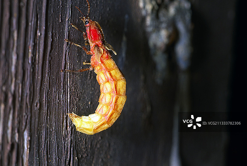 在墙上爬行的普通萤火虫图片素材