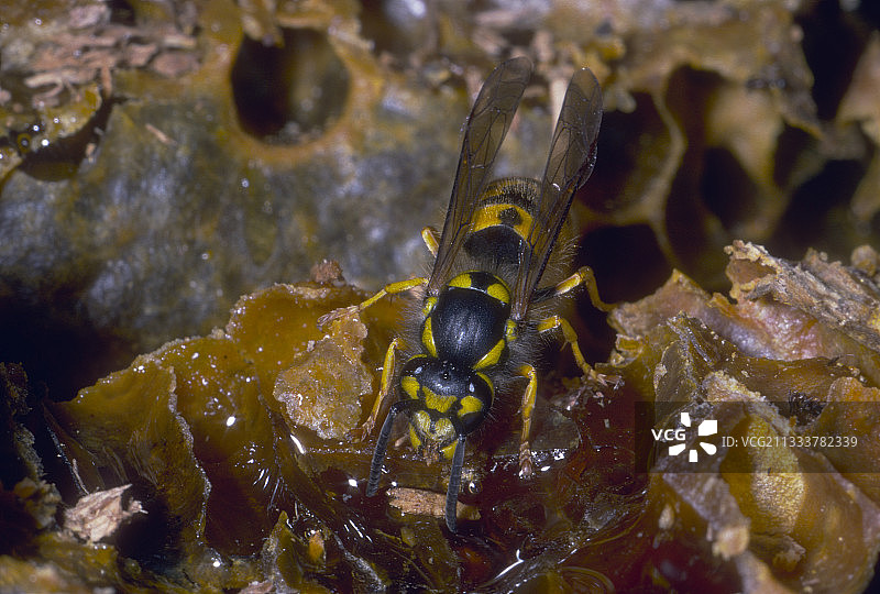 蜂巢上的普通黄蜂图片素材