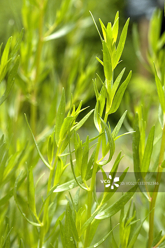 龙蒿幼苗图片素材