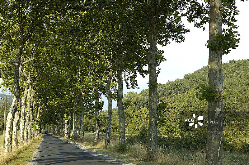 阿韦龙省蒙洛尔的法国梧桐树道路图片素材