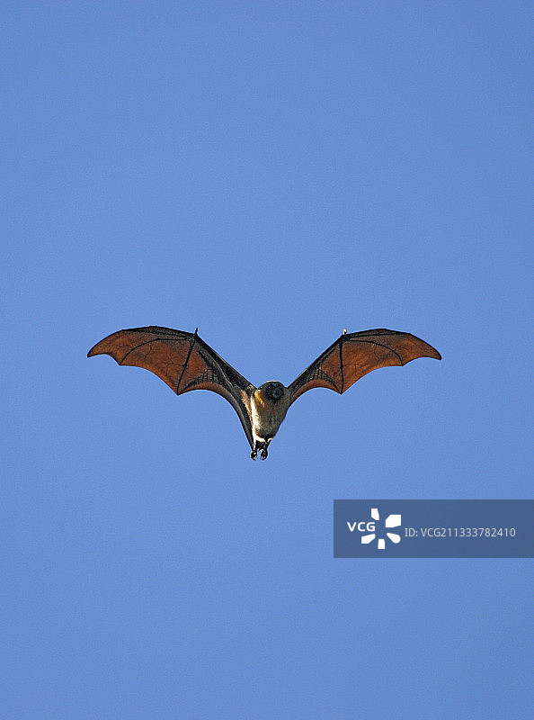 科摩罗群岛的狗鲛在马约特岛飞行图片素材