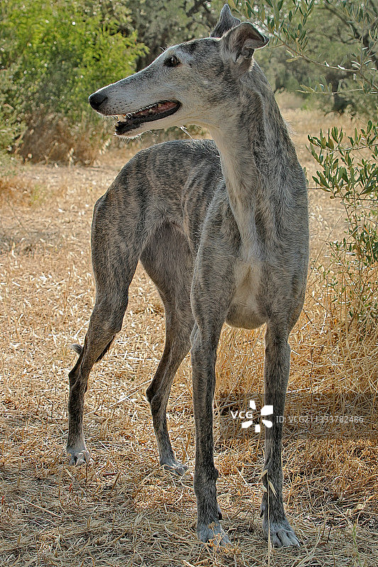 法国普罗旺斯地区的格雷伊雌性猎犬图片素材