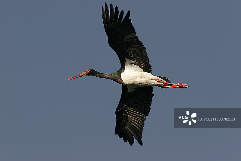 西班牙科托多尼亚纳国家公园越冬图片素材