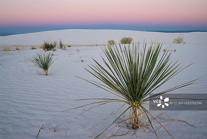 美国新墨西哥州白沙沙漠的丝兰图片素材