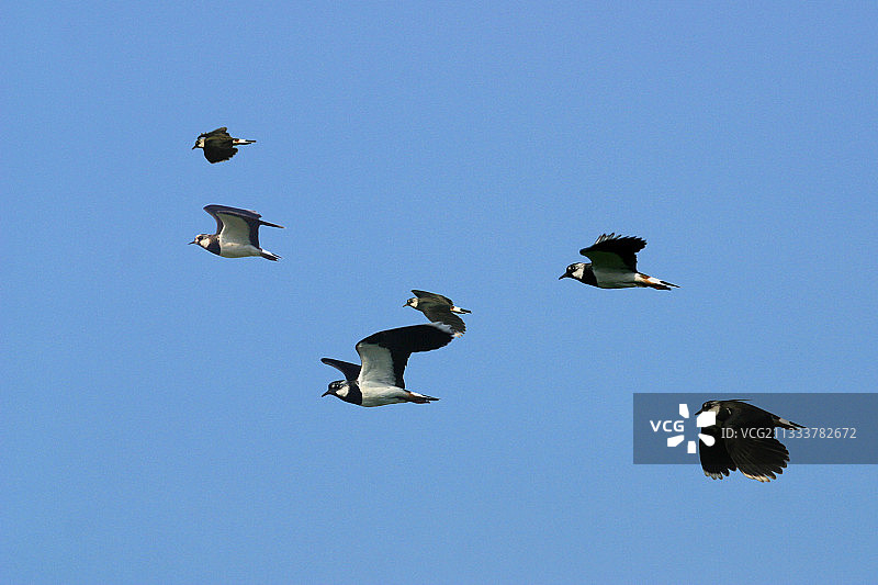 匈牙利卡多斯库德四月图片素材