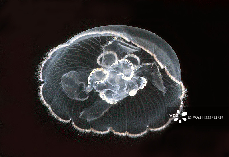 20厘米长的地中海水母图片素材