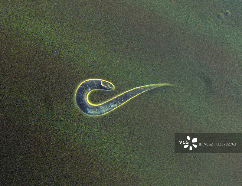 欧洲鳗鱼上的寄生线虫图片素材