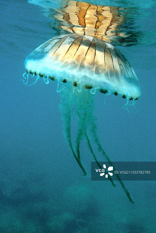 法国东比利牛斯 Cerbere 海滩的 30 厘米水母图片素材