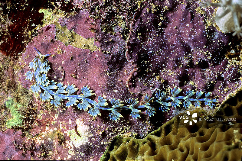 红海苏丹海蛞蝓图片素材