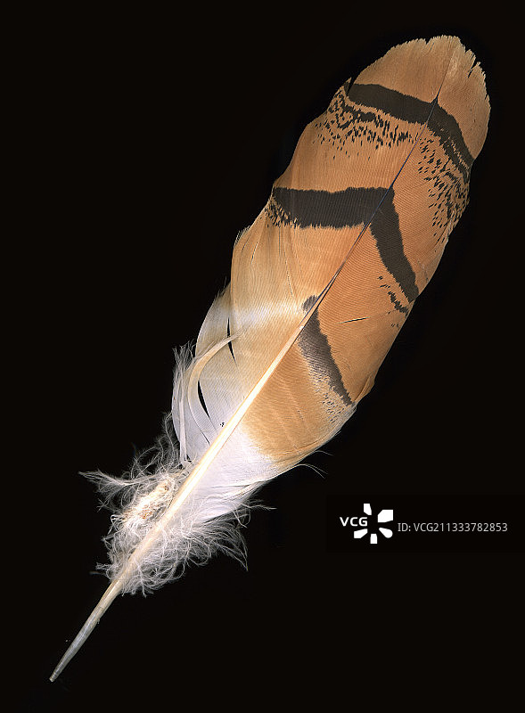 大鸨羽毛图片素材