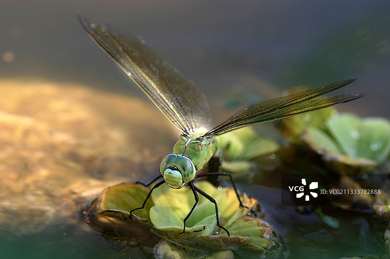 池塘边图片素材
