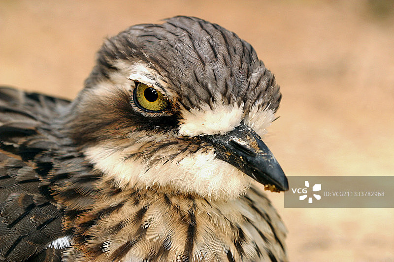 石鸻肖像图片素材