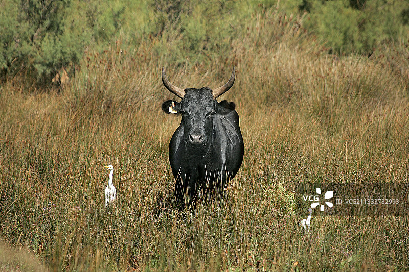 卡马格法国的公牛图片素材