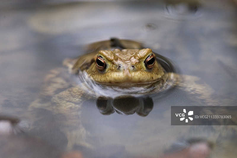 水中癞蛤蟆特写，法国图片素材