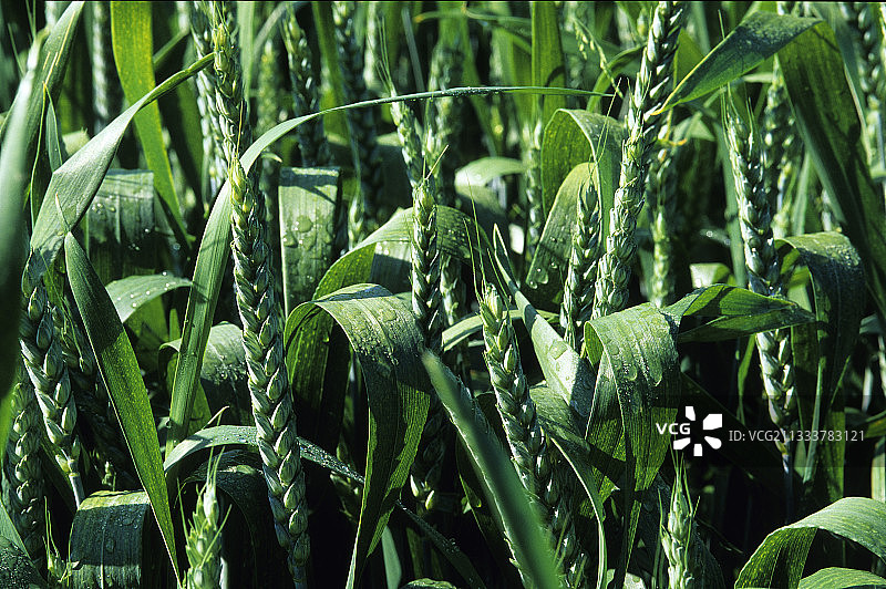 法国的绿色玉米穗图片素材