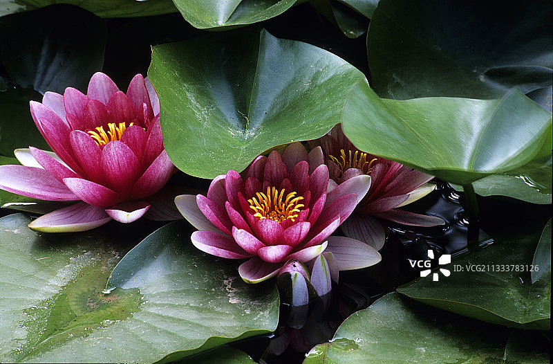 阿维尼翁新城修道院的睡莲花图片素材