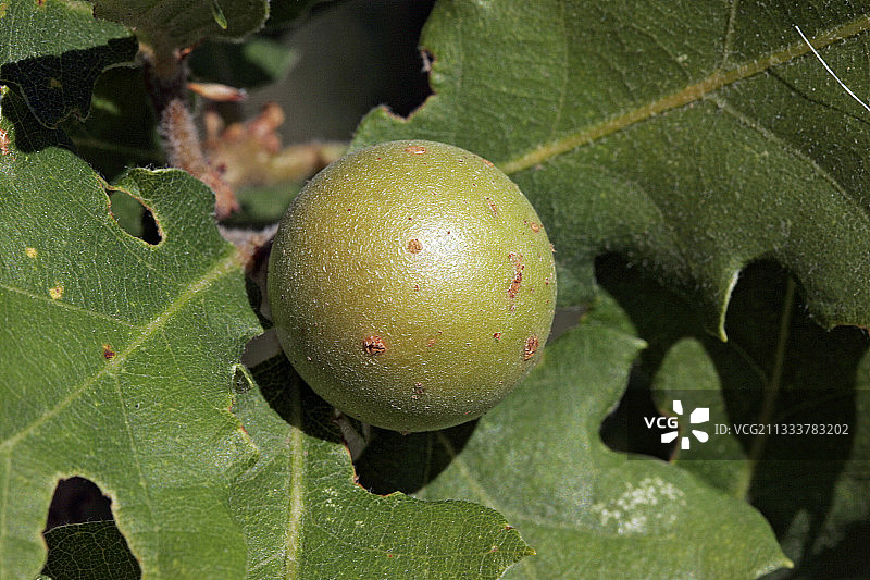 由栎瘿蜂引起的图片素材