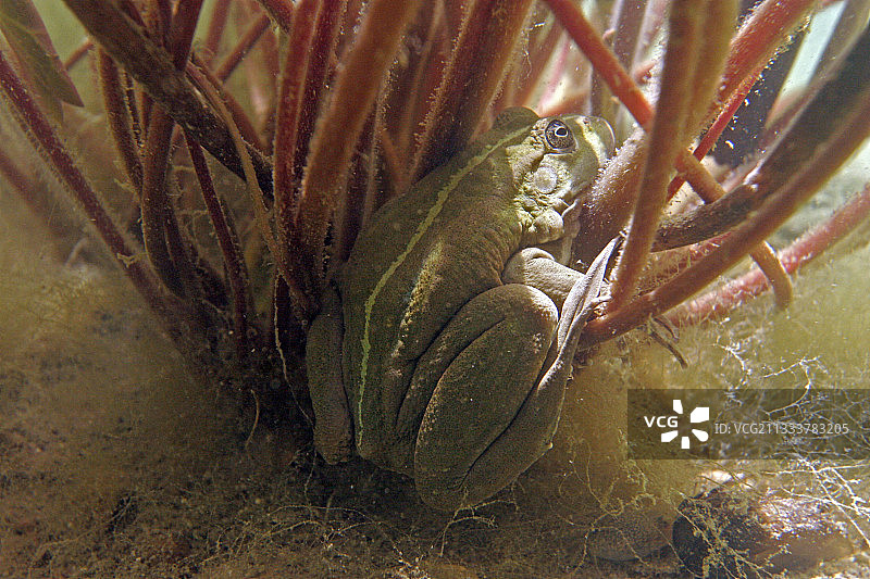 隐藏在睡莲之下图片素材