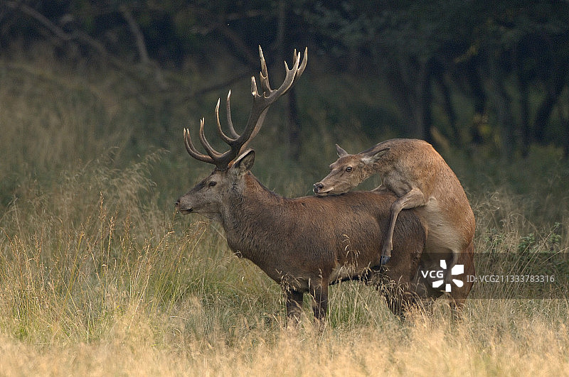 丹麦雄鹿的交配模拟图片素材