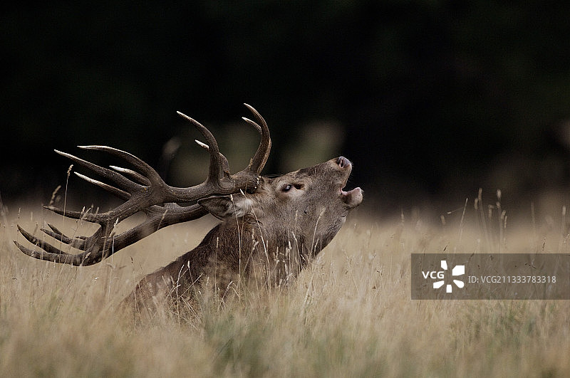 丹麦的雄性麋鹿图片素材