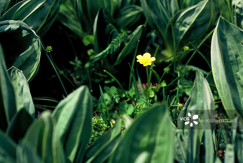 龙胆花环绕下的毛茛，法国洛泽尔图片素材