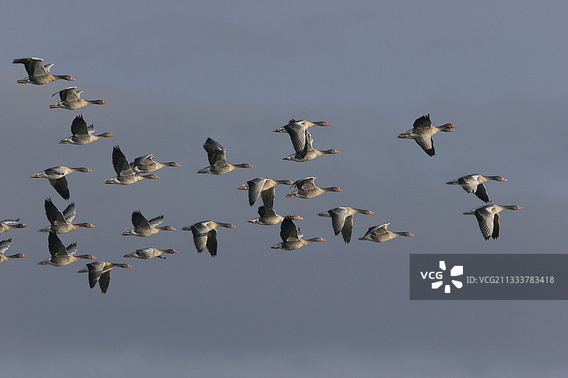 九月德国胡苏姆迁徙中的灰雁图片素材