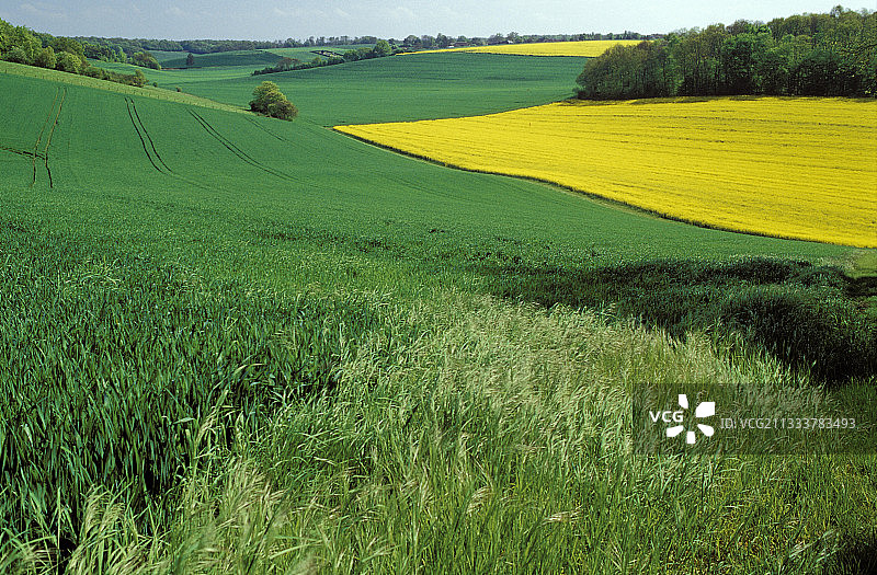 奥布地区五月油菜和玉米田图片素材
