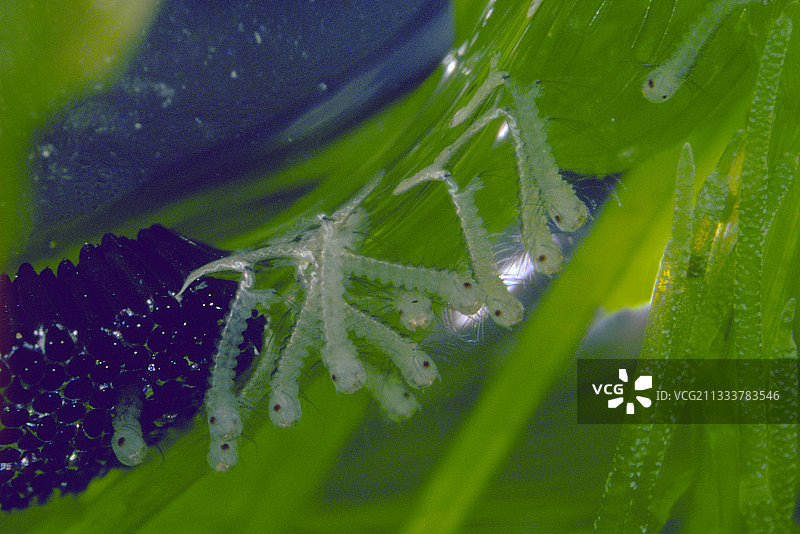 常见家蚊幼虫和孵化中的卵图片素材