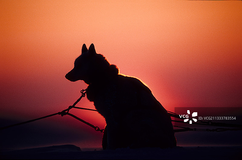 哈士奇布西亚剪影图片素材