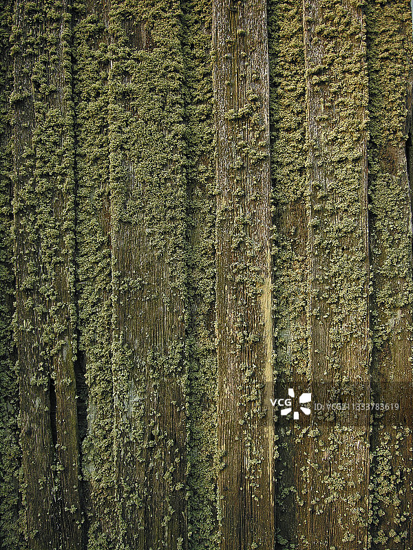 立陶宛北部木质建筑上的地衣图片素材