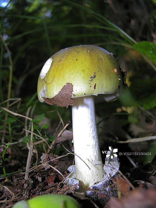 有毒蘑菇图片素材