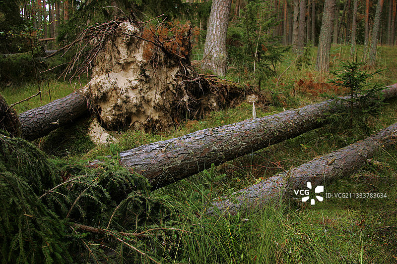 拉脱维亚别尔兹西姆斯森林中的Chablit图片素材