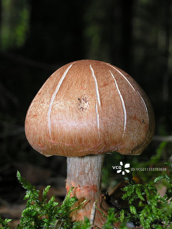 拉脱维亚利加特内森林中的网盖图片素材