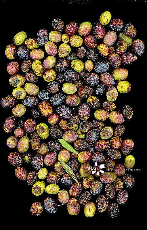 Verdale品种压榨前的橄榄图片素材