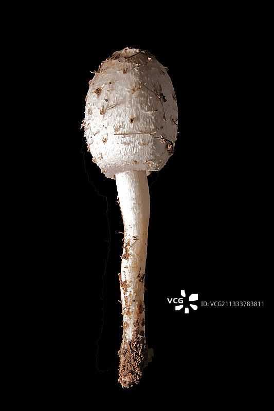 毛头鬼伞图片素材