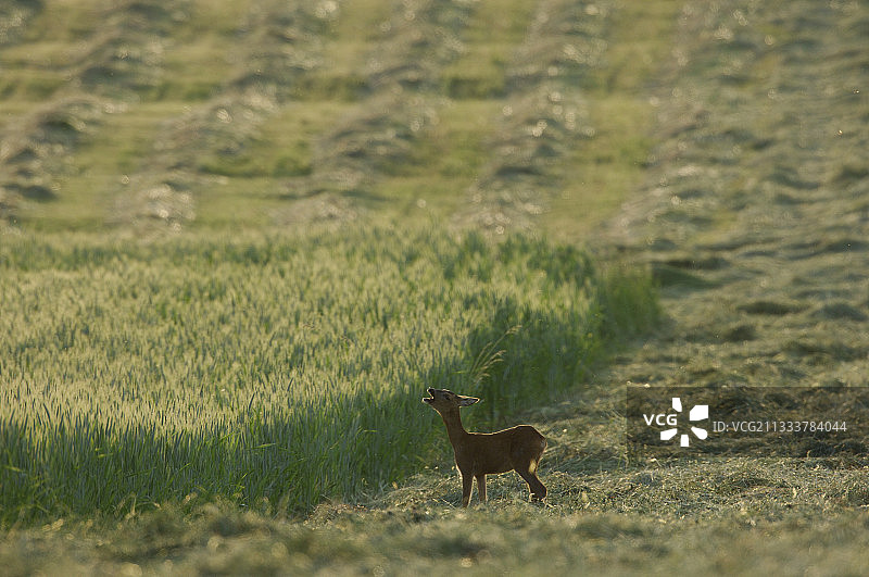 在法国田野中叫喊的水鹿图片素材
