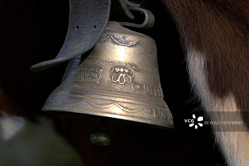 蒙贝利亚尔德牛脖子上固定的钟，杜省图片素材